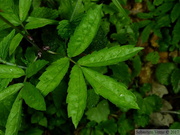 Cardamine bulbifera, Dentaire à bulbilles