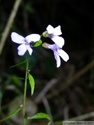 Cardamine bulbifera, Dentaire à bulbilles