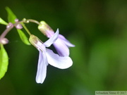 Cardamine bulbifera, Dentaire à bulbilles