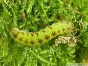 Epirrita sp., chenille