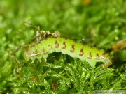 Epirrita sp., chenille