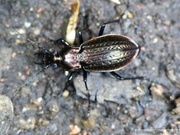 Carabus nemoralis