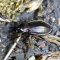 Carabus nemoralis