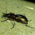 Carabus splendens