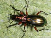 Carabus splendens