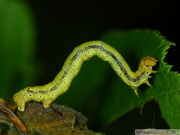 Phigaliohybernia aurantiaria/aurantiaria, chenille