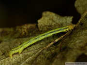 Phigaliohybernia aurantiaria/aurantiaria, chenille