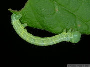 Alsophila aescularia, chenille