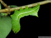 Amphipyra pyramidea, chenille