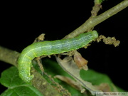 Cosmia trapezina, chenille