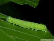 Orthosia cerasi, chenille