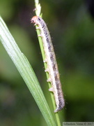 Apamea scolopacina, chenille