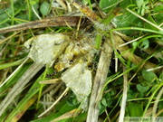 Pudibonde dévorée par des fourmis