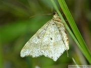 Macaria alternata