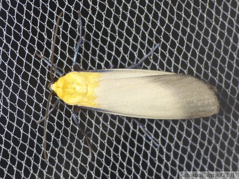 Lithosia quadra, mâle