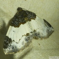 Mesoleuca albicillata