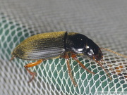 Pseudoophonus rufipes