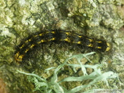 Eilema griseola, chenille