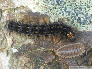 Eilema griseola, chenille et Porcellio scaber