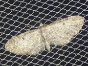 Eupithecia tenuiata