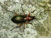 Carabus auronitens