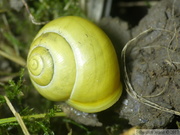 Cepaea hortensis, Escargot des jardins