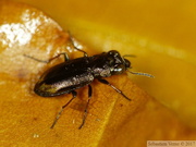 Notiophilus biguttatus