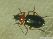 Lebia chlorocephala