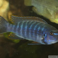 Labeotropheus trewavasae "Thumbi West", mâle dominé