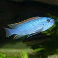 Labeotropheus trewavasae "Thumbi West", mâle