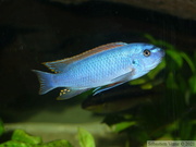 Labeotropheus trewavasae "Thumbi West", mâle