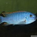 Labeotropheus trewavasae "Thumbi West", mâle