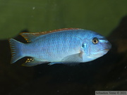 Labeotropheus trewavasae "Thumbi West", mâle