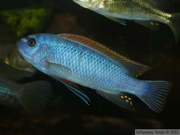 Labeotropheus trewavasae "Thumbi West", mâle