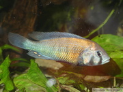 Haplochromis sp. "Hippo Point Salmon", mâle