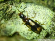 Dromius quadrimaculatus