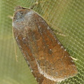 Conistra ligula