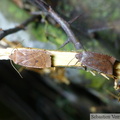 Conistra vaccinii (gauche) et Conistra ligula (droite)