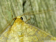 Phigaliohybernia aurantiaria, mâle