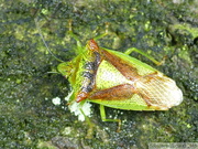 Acanthosoma haemorrhoidale