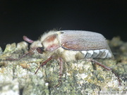Melolontha hippocastani