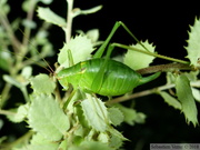 Barbitistes fischeri