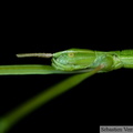 Clonopsis gallica, le Phasme gaulois