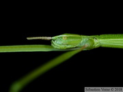 Clonopsis gallica, le Phasme gaulois