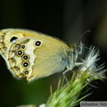 Coenonympha dorus, le Fadet des garrigues