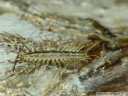 Scutigera coleoptrata