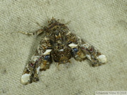 Euteliidae