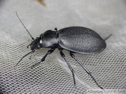 Carabus coriaceus