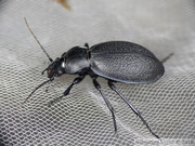 Carabus coriaceus