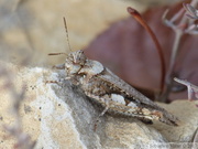 Acrotylus insubricus